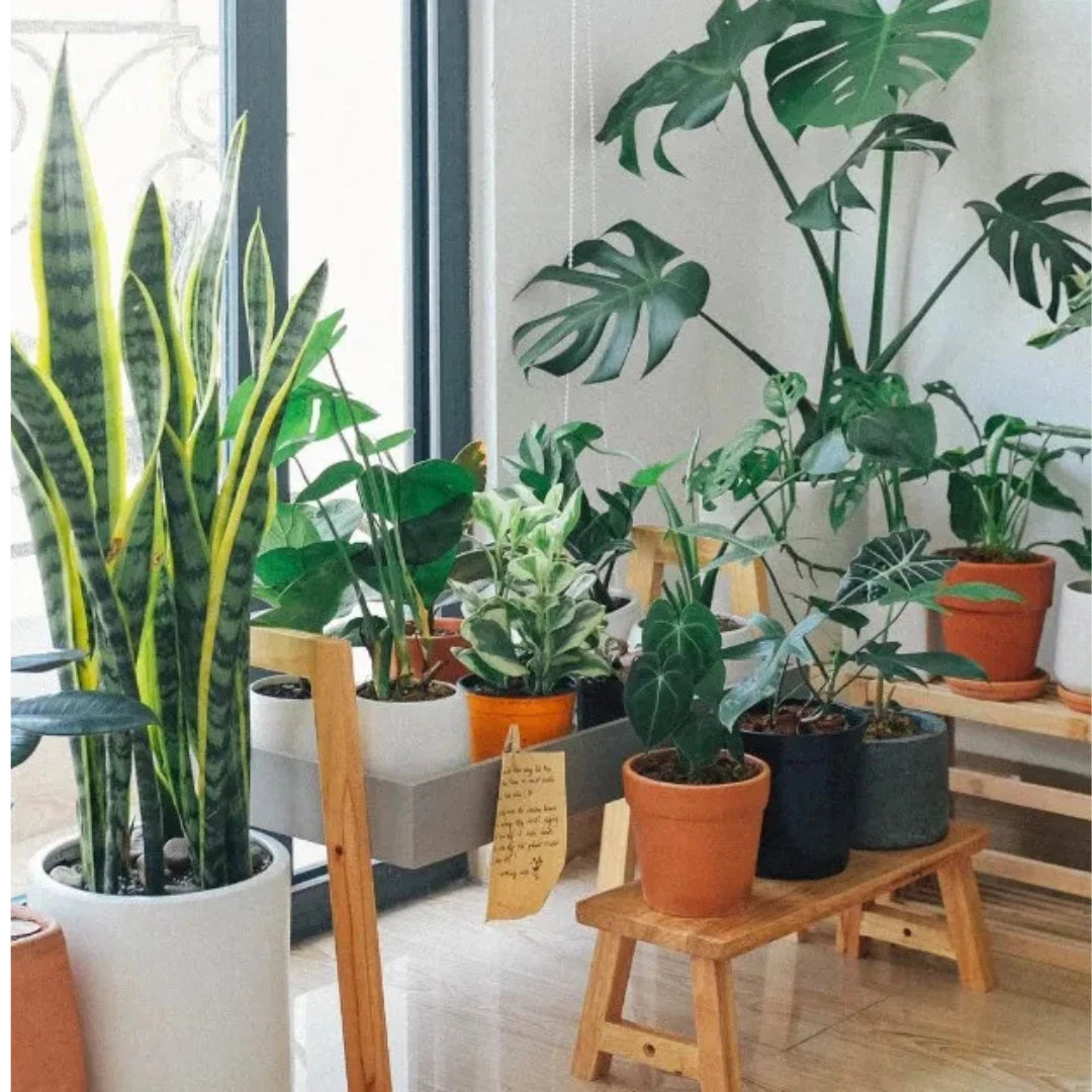 PLANTAS NATURALES: Belleza Viva que Transforma tu Espacio