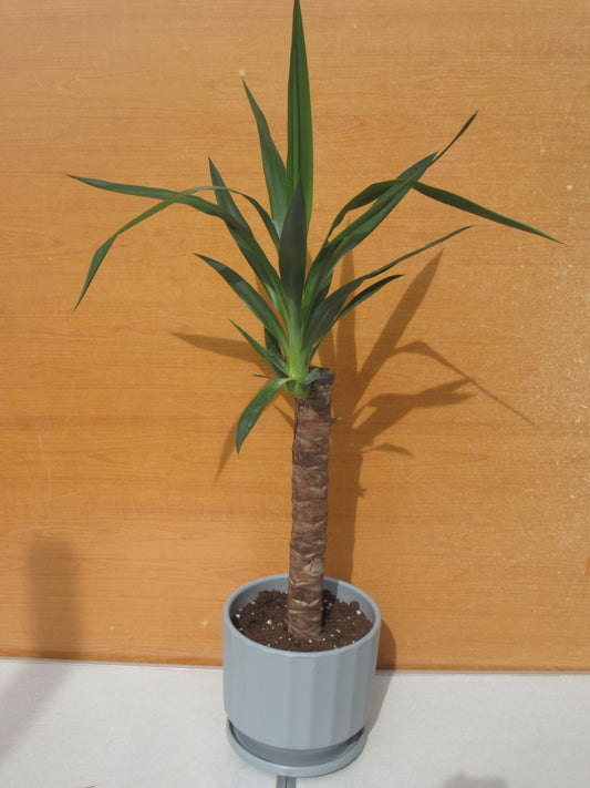 YUCCA