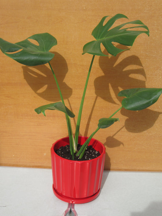 MONSTERA