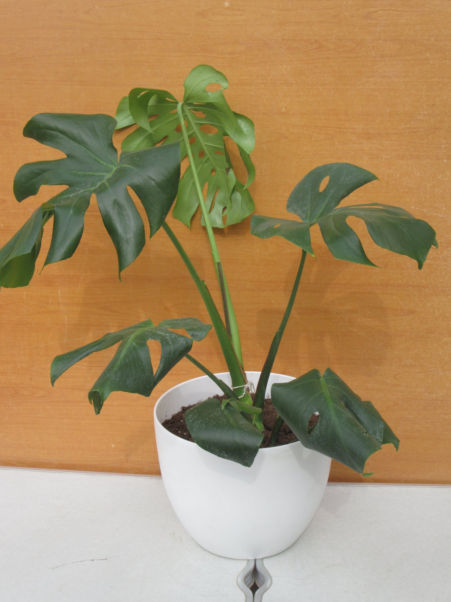 MONSTERA