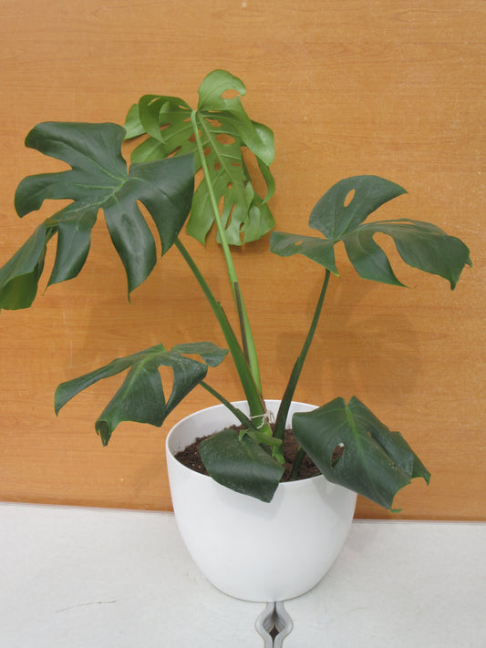MONSTERA