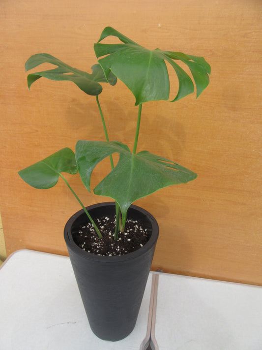 MONSTERA
