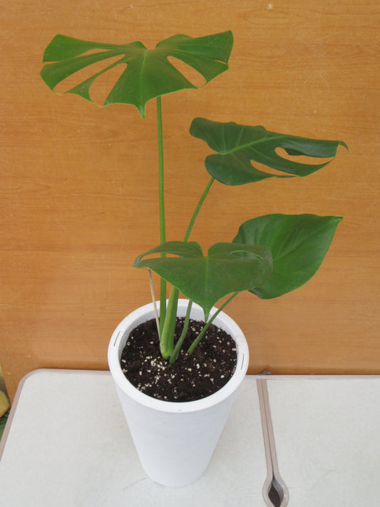 MONSTERA