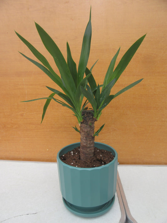 YUCCA