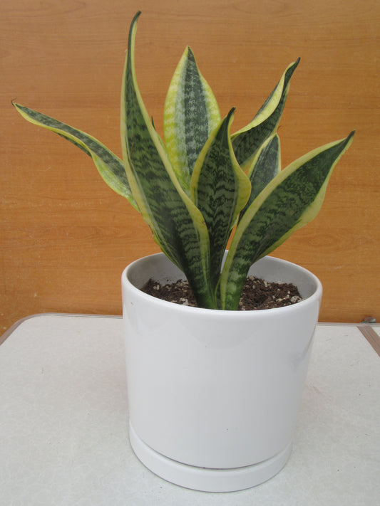 SANSEVIERIA SUPERBA