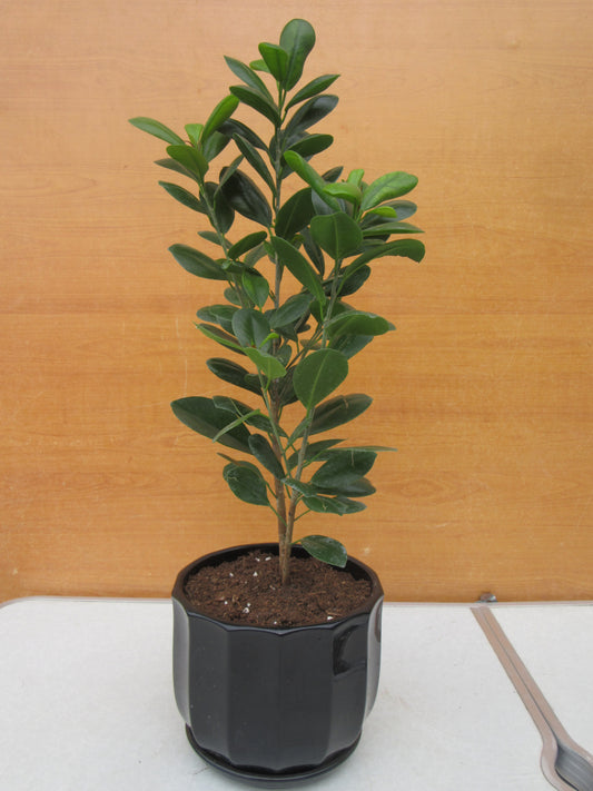 FICUS MOCLAME