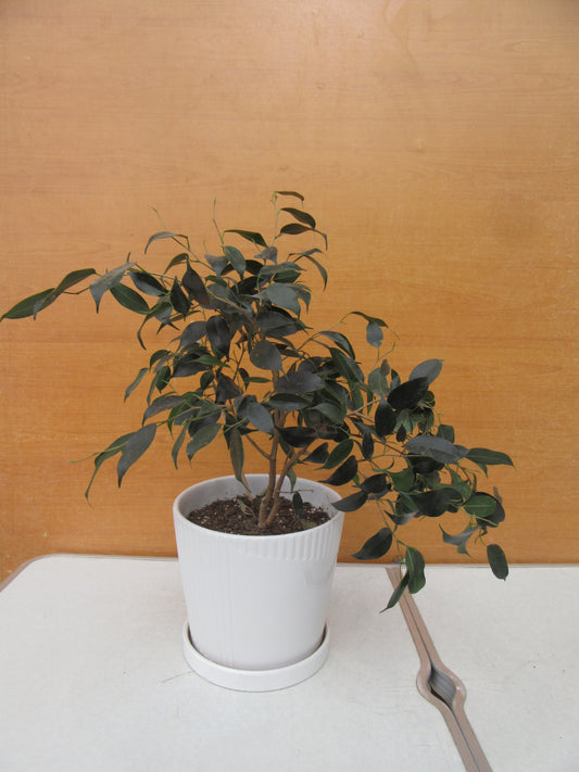 FICUS BENJAMINA