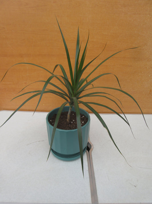 DRACENA MARGINATA