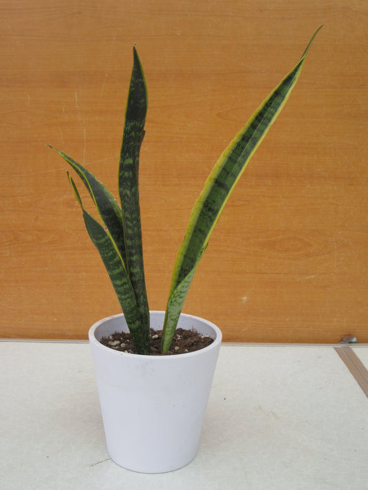 SANSEVIERIA LAURENTII