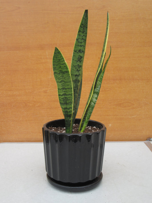 SANSEVIERIA LAURENTII