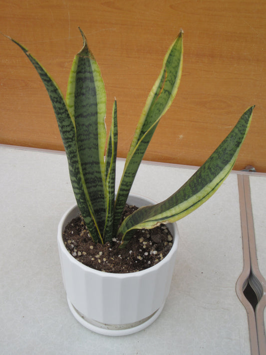 SANSEVIERIA LAURENTII