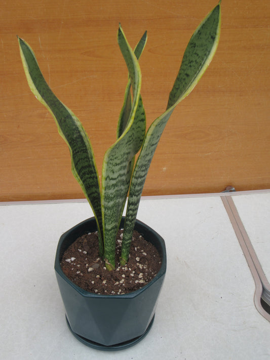 SANSEVIERIA LAURENTII