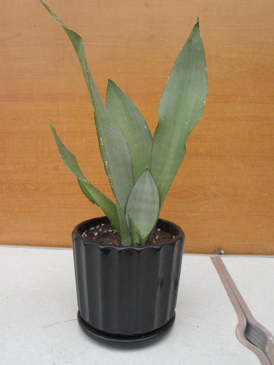 SANSEVIERIA MOONSHINE