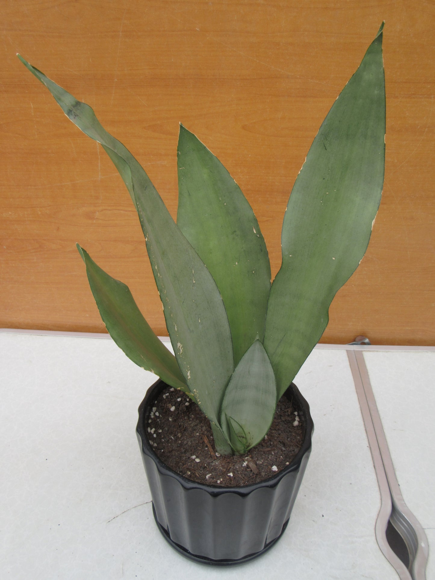 SANSEVIERIA MOONSHINE