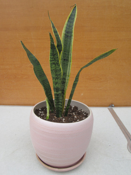 SANSEVIERIA LAURENTII