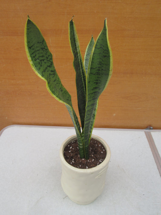 SANSEVIERIA LAURENTII