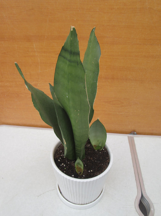 SANSEVIERIA MOONSHINE
