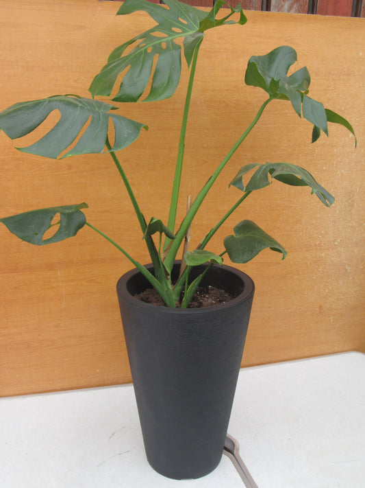 MONSTERA