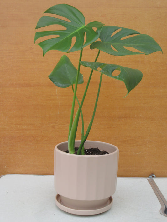 MONSTERA