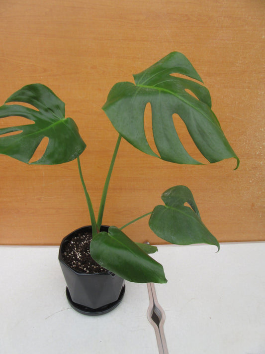 MONSTERA