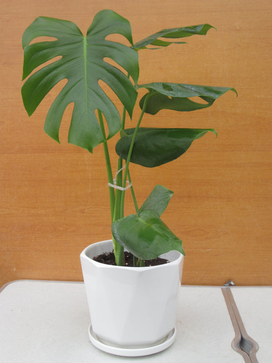 MONSTERA