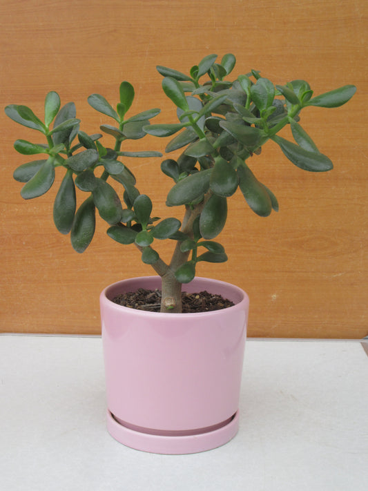 PLANTA DE JADE