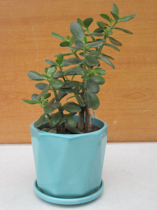PLANTA DE JADE