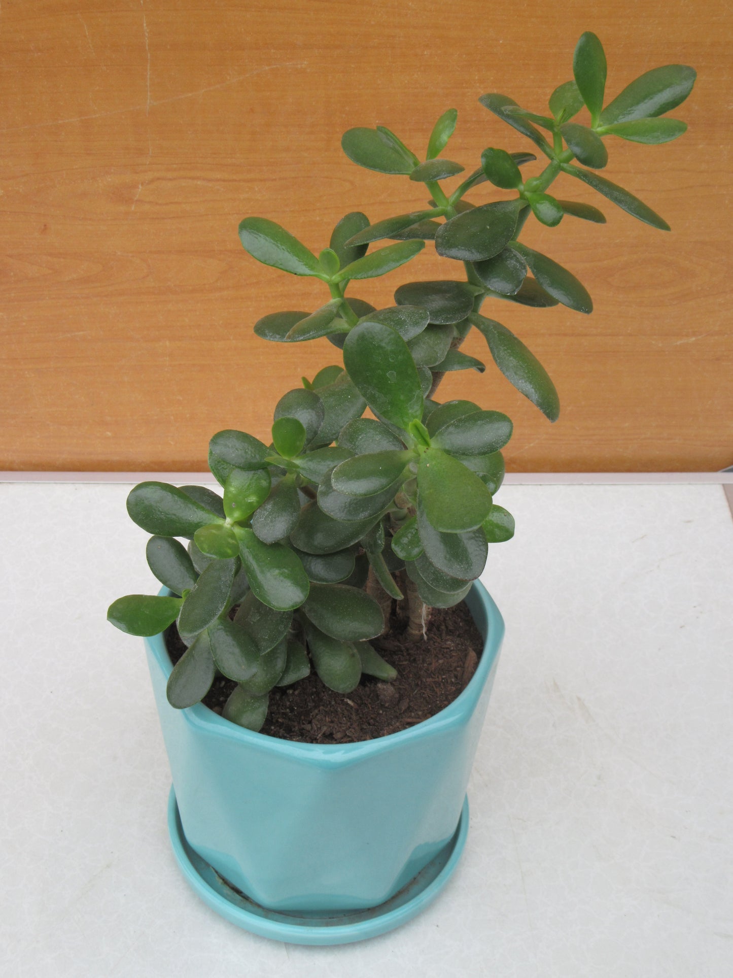 PLANTA DE JADE